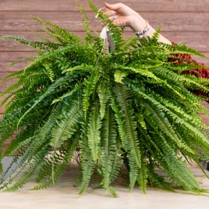 The Boston Fern (Nephrolepis exaltata) is non-toxic and safe for cats and dogs.