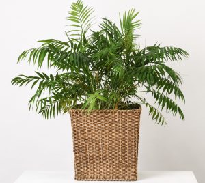 The Parlor Palm (Chamaedorea elegans) is pet friendly and thrives in moderate to low light