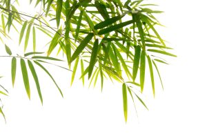 The Bamboo Palm (Chamaedorea seifrizii) is  good for air quality.