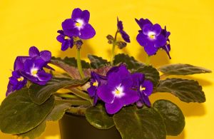 The African Violet (Saintpaulia) adds a pop of purple, pink and white