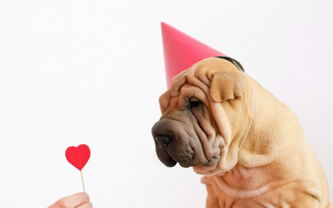 6 Valentine’s Date Ideas For You And Your Pet