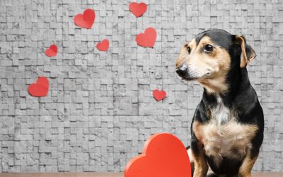 Dogs make the best Valentine's Day dates.