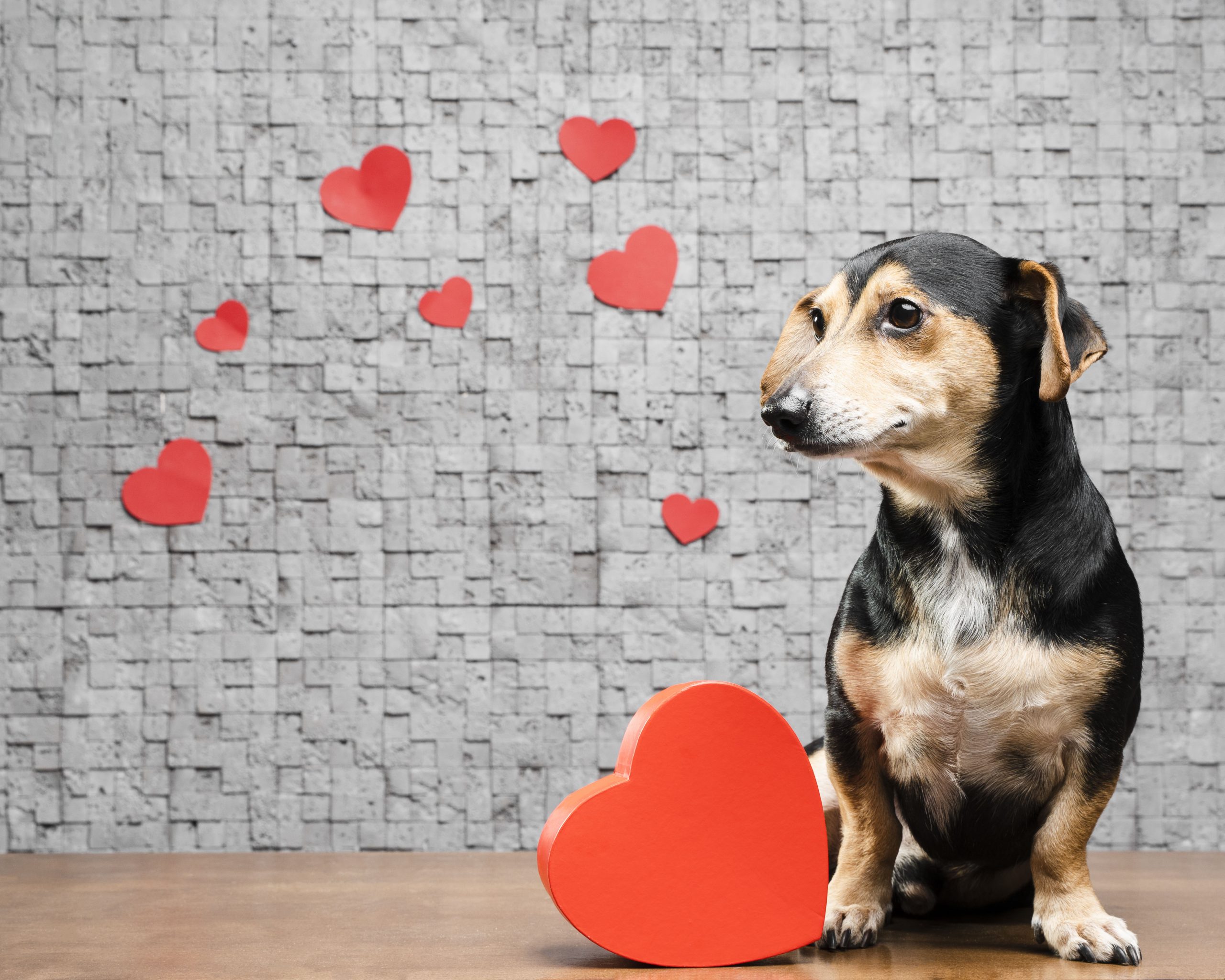 Dogs make the best Valentine's Day dates.