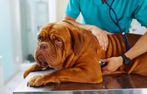 Limping, difficulty jumping, or excessive licking are indicators that your dog may be in pain.