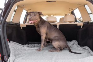 The cargo area can be a a safe option for your dog in larger vehicles like SUVs.