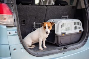 Use a using a well-ventilated, size-appropriate crate or carrier to ensure your dog's safety in car.