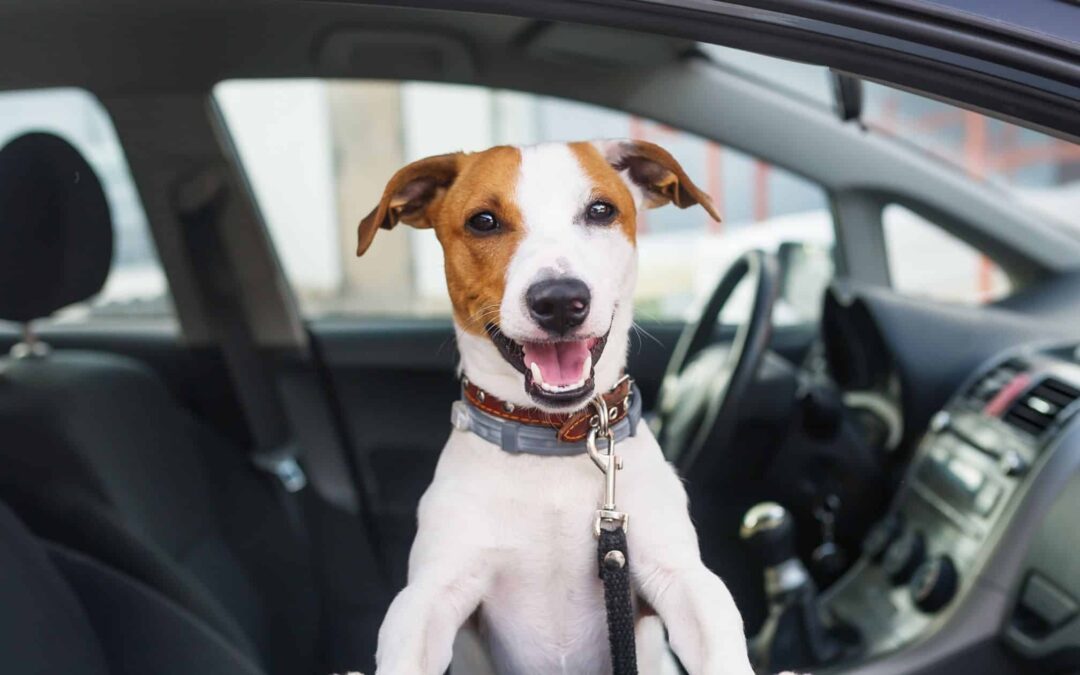 5 Easy Ways to Keep Your Dog Safe In The Car While Traveling
