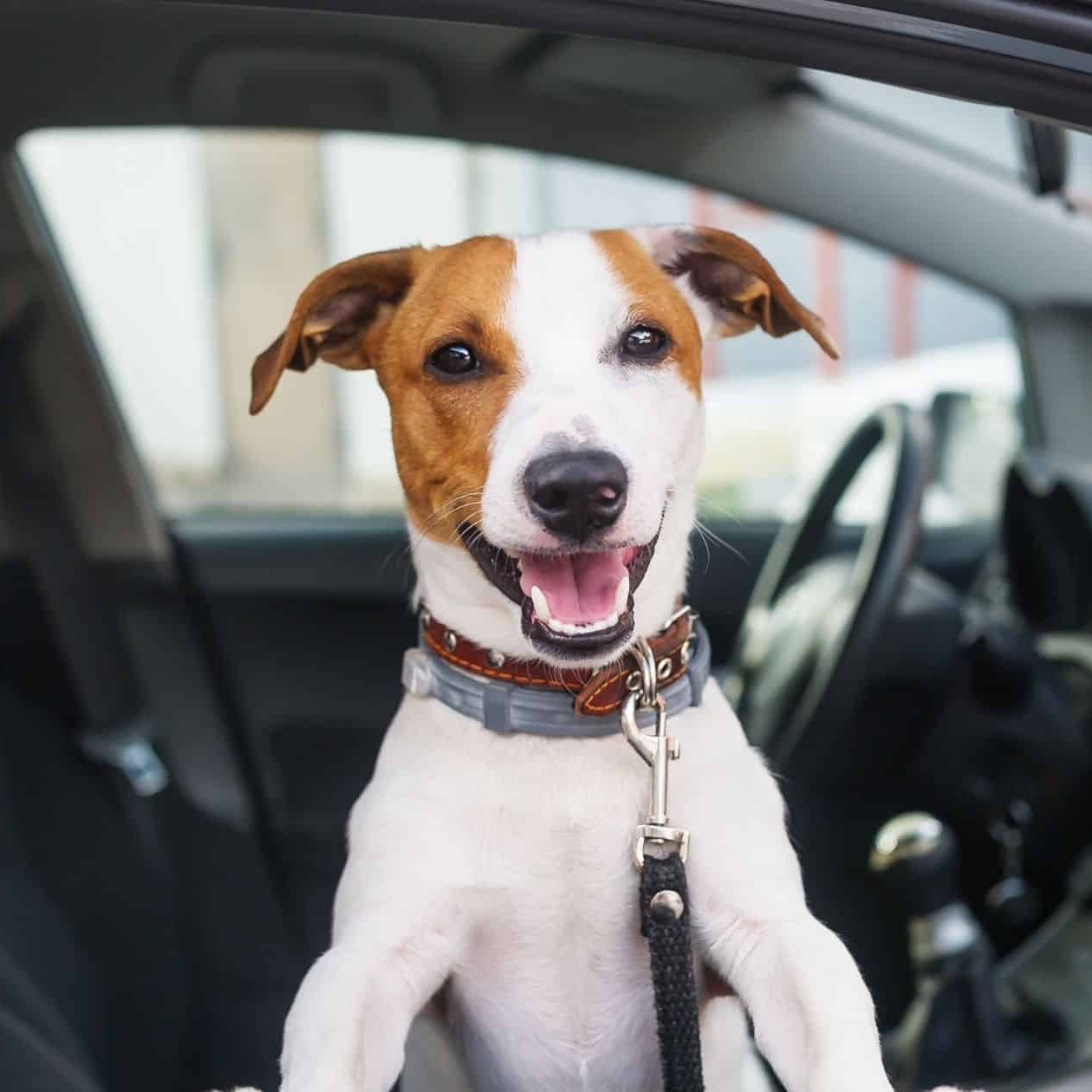 Importance of Harnesses for Large Dogs in Cars: Safety Essentials