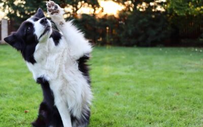 Exciting tricks to teach to your dogs