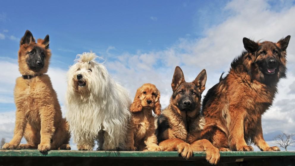Extinct Dog Breeds: 15 Breeds You Probably Don’t Know