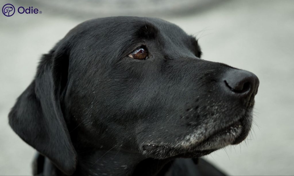 Profile close-up of a Black Labrador Retriever, representing comprehensive dog health insurance.