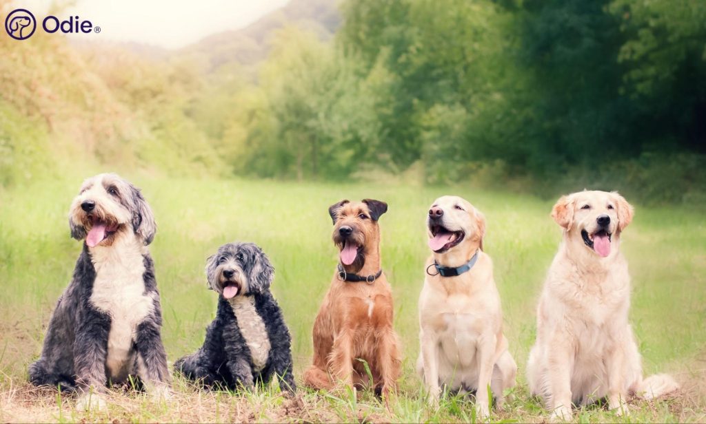 Five smiling dogs sitting side-by-side in a park, representing affordable multi-pet insurance plans.
