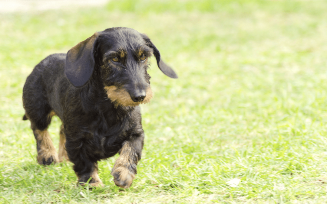 Learning About Dachshund Health Issues