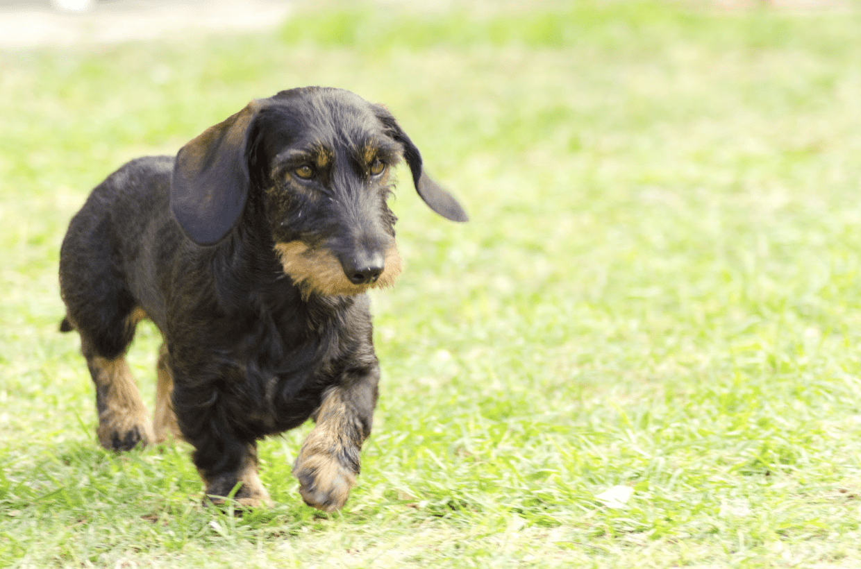Health issues that a Daschund may experience