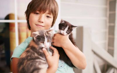 Various cat breeds that are kid-friendly