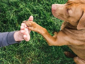 Use visual cues with your dog if you think they may be going deaf.