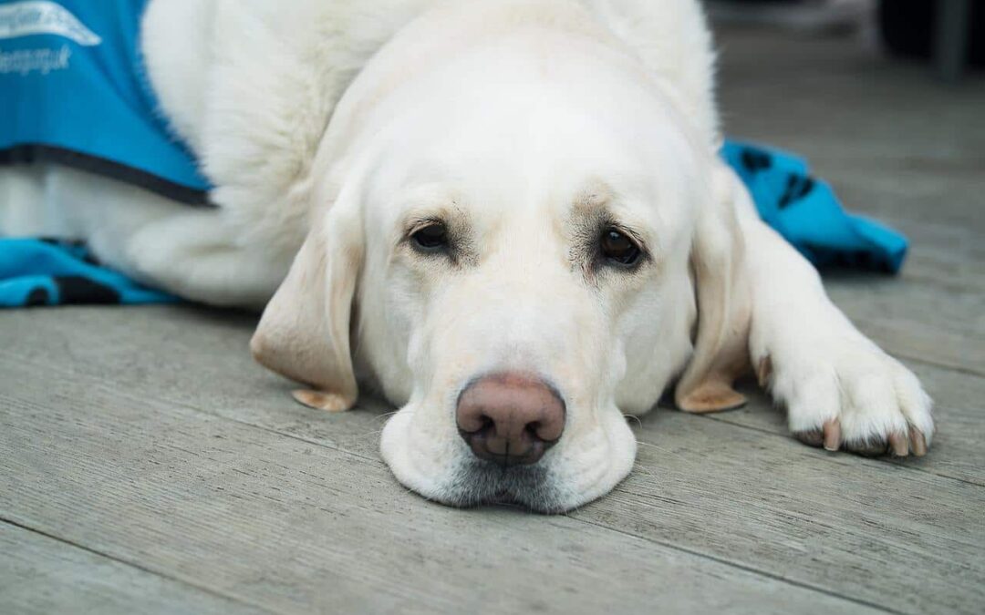 A Complete Care Guide On How To Treat A Sprain On A Dog