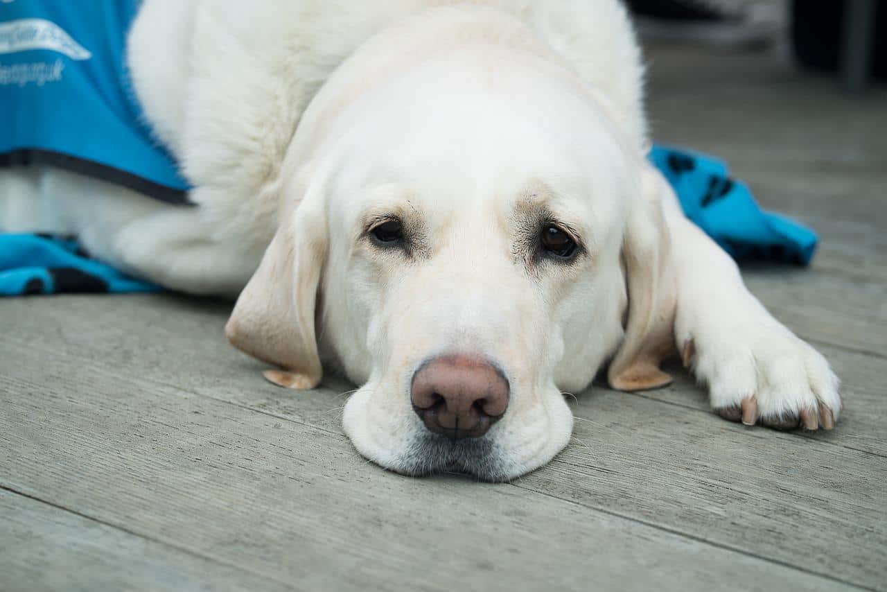 How to take care of a dog suffering from a sprain