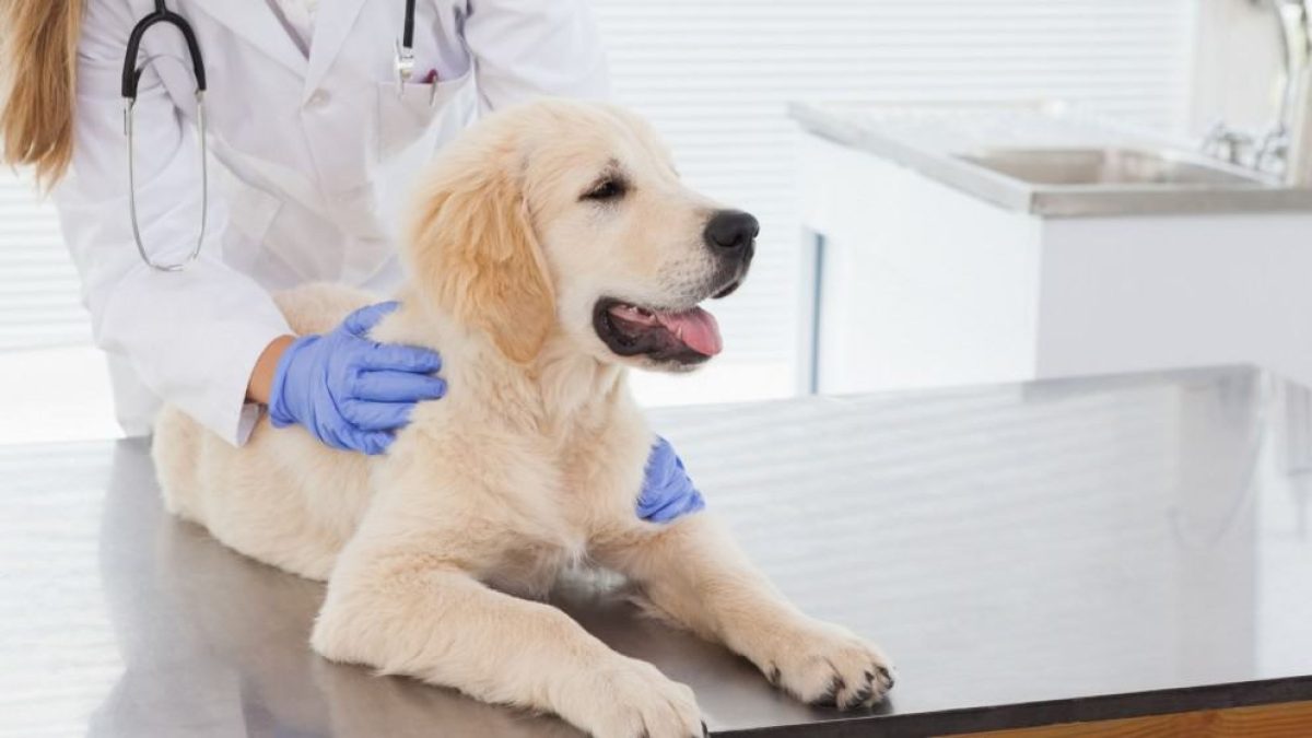 10 Benefits of Pet Insurance From a Vet's POV | Get Odie