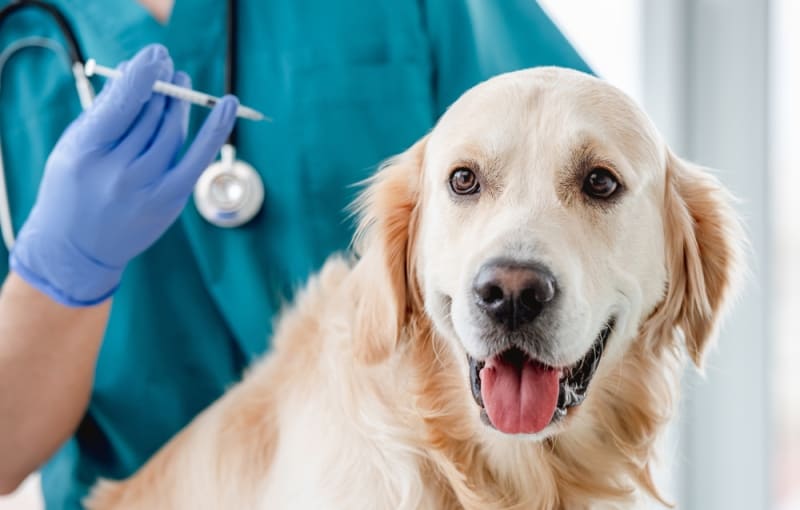 For the demands of your pet's health, pet insurance is essential.