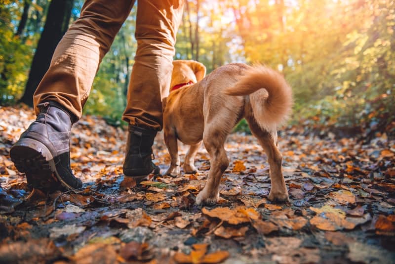 Person hiking on trail in woods with small dog
