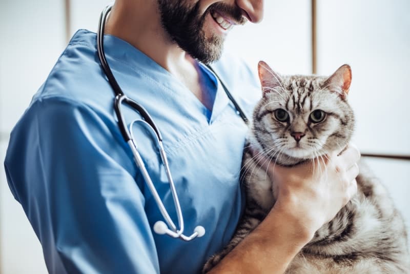Cat being held by vet