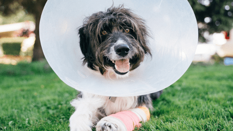 Following surgery, it is recommended to gradually reintroduce your dog to their regular diet. Restrict the amount of food and water intake for the first 8 hours after the surgery.