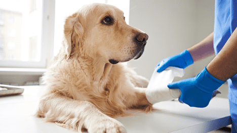 What To Do When Your Dog Needs Expensive Surgery