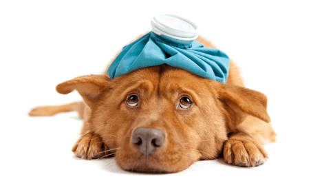 How Much Does Surgery Cost for Your Dog?