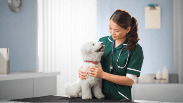 It is recommended to take your pet to the veterinarian at least once a year, regardless of their health status, for optimal care.