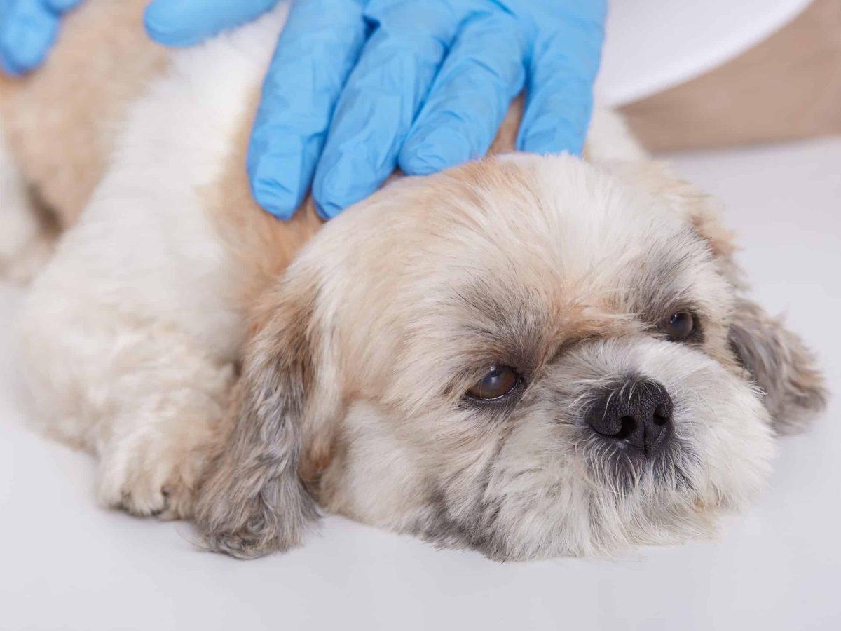 Dog Hernia Surgery Cost Without Insurance: What to Expect