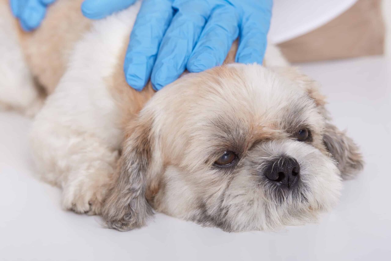 How Much Does Surgery Cost for Your Dog? Odie Pet Insurance