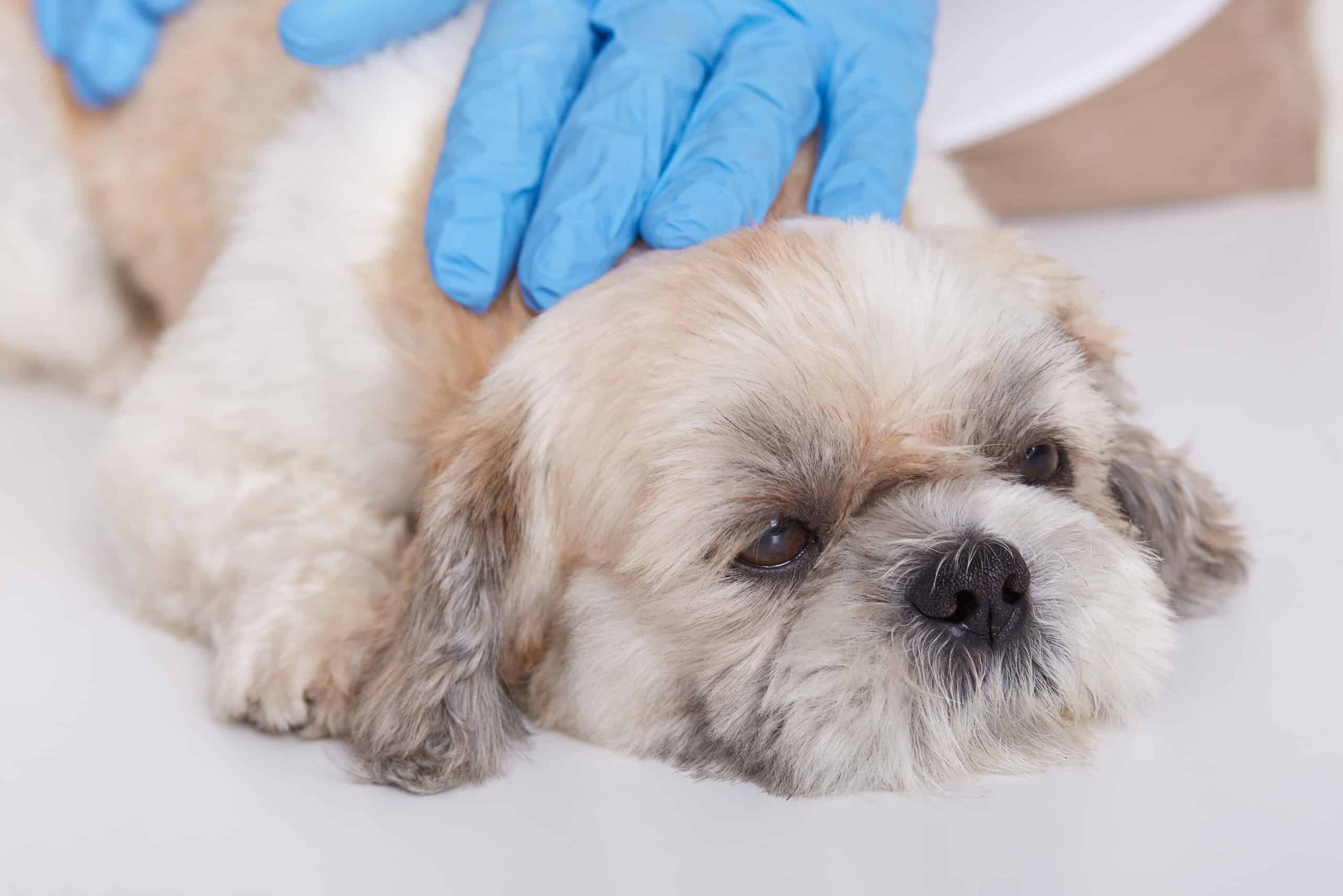 Cost of gdv surgery in clearance dogs