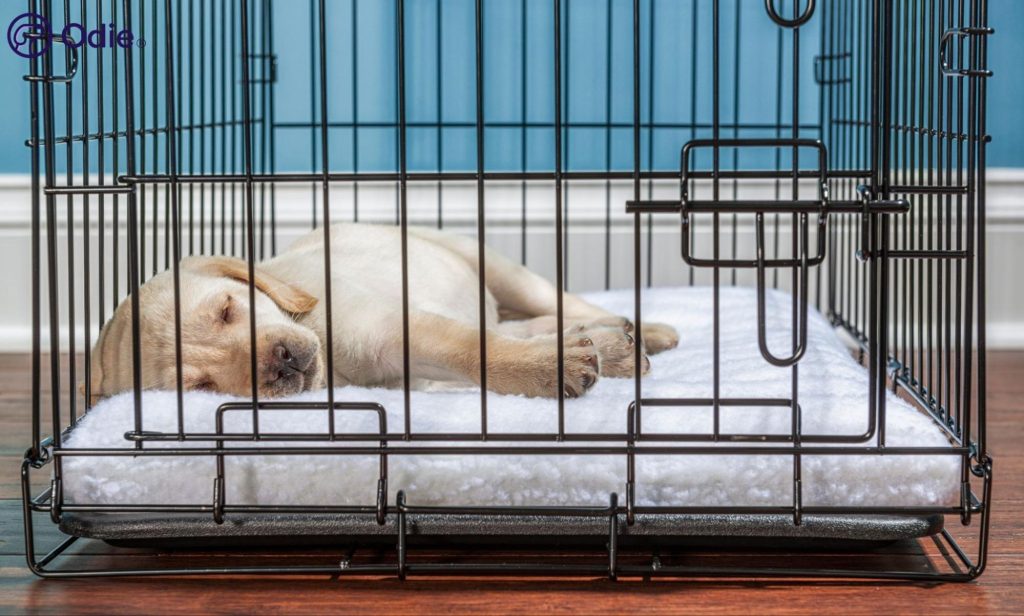 Sleeping yellow lab puppy in a dog crate, representing early puppy wellness and health insurance coverage.