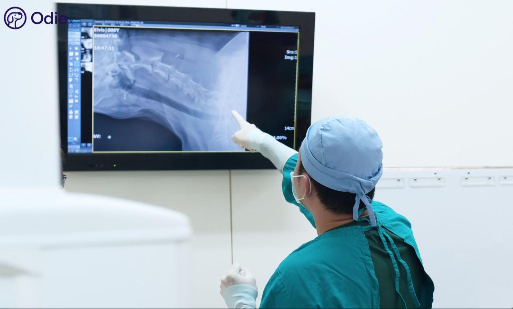 Vet surgeon examining a digital X-ray scan, representing pet insurance coverage for surgeries and diagnostics.