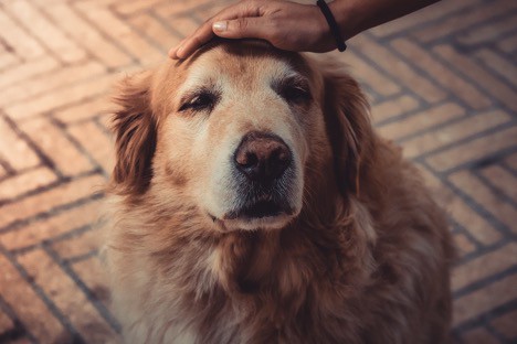 Pet health insurance covers a variety of treatments for your senior dogs.