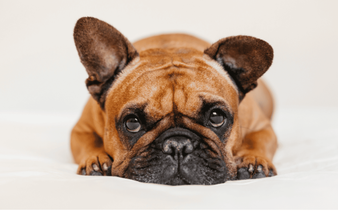 The List of 19 Most Common French Bulldog Health Issues
