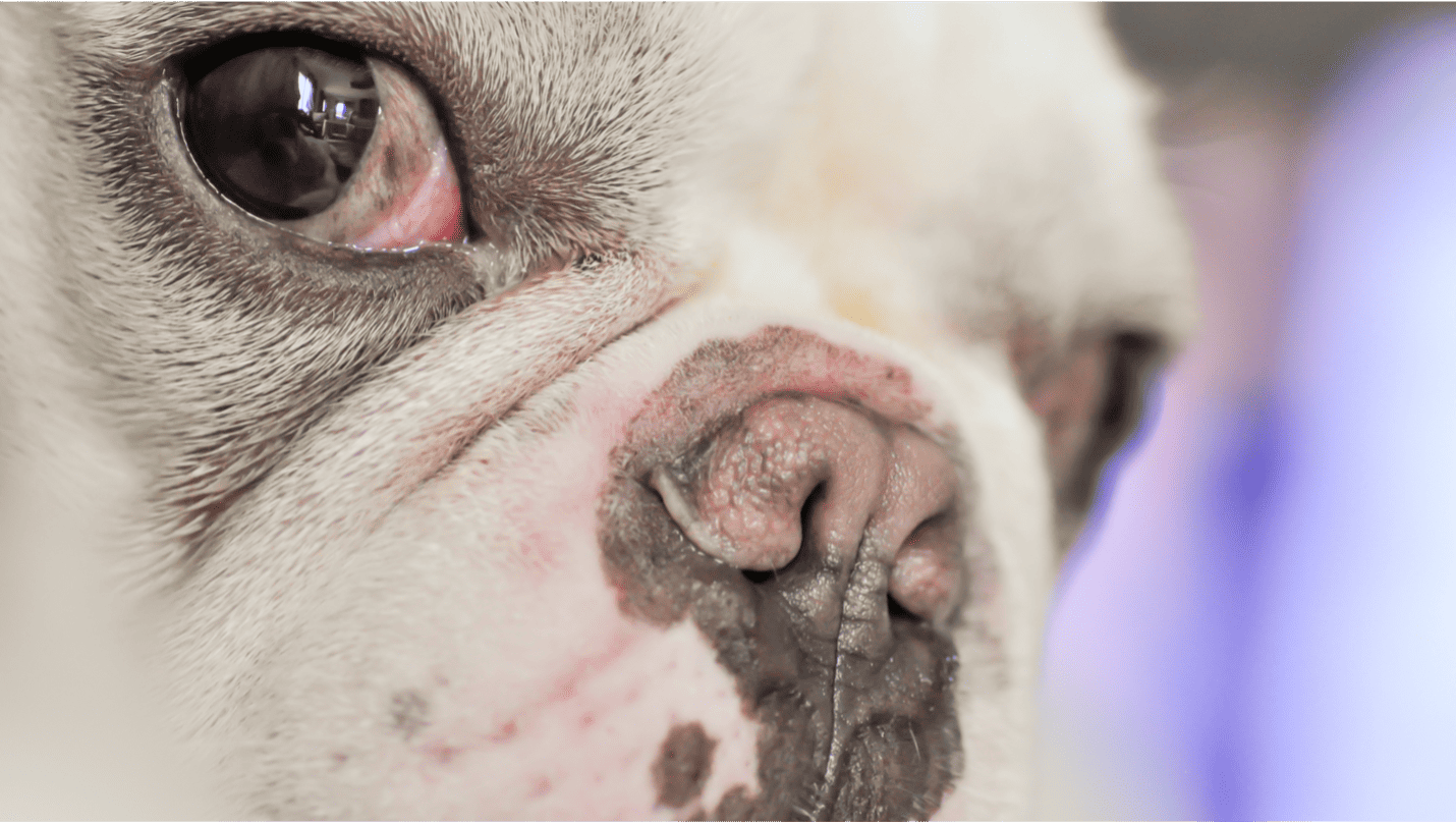 Cherry eye in bulldogs is a frequent health concern around french bulldogs.