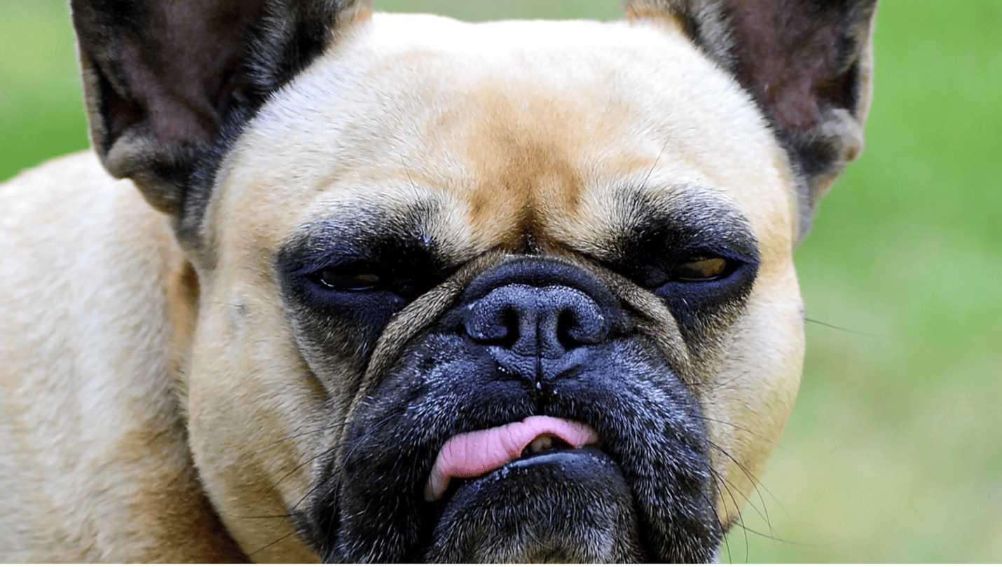 Elongated soft palate can affect french bulldogs and how they swallow and breathe.