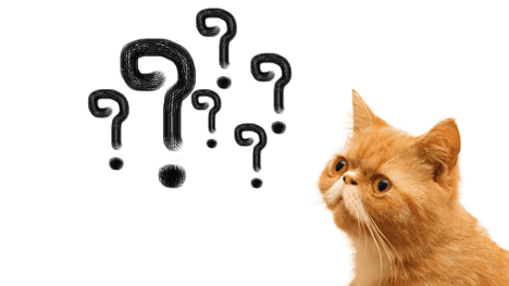 Questions to ask when choosing a vet.