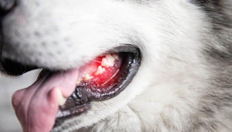 Bleeding gums in your dog may also be an indicator of periodontal disease
