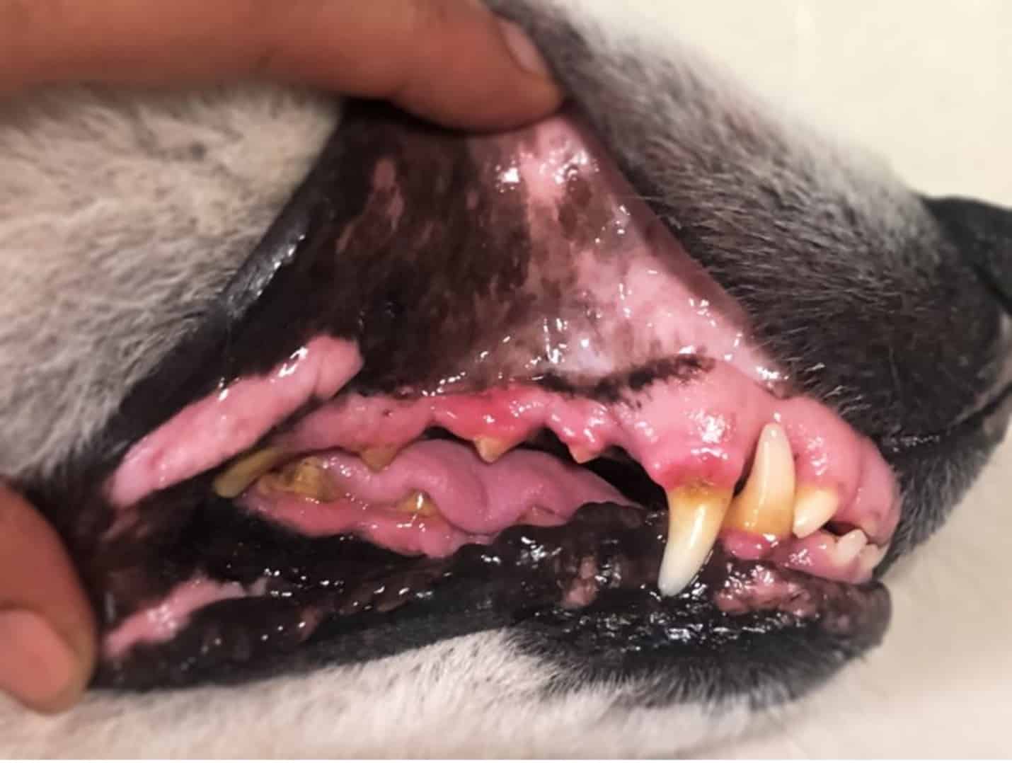 Signs of dental issues in your dog are  bad breath, loose or missing teeth, excessive drooling, and difficulty eating or chewing.