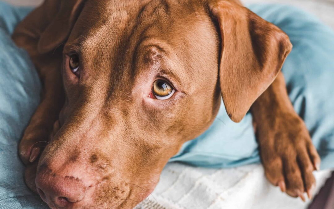 Blood In Dog Stool: When Should I Be Worried?