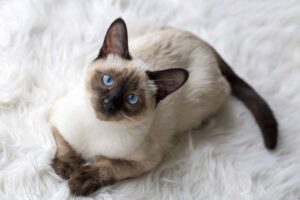 A Birman cat is very social which is perfect for children.