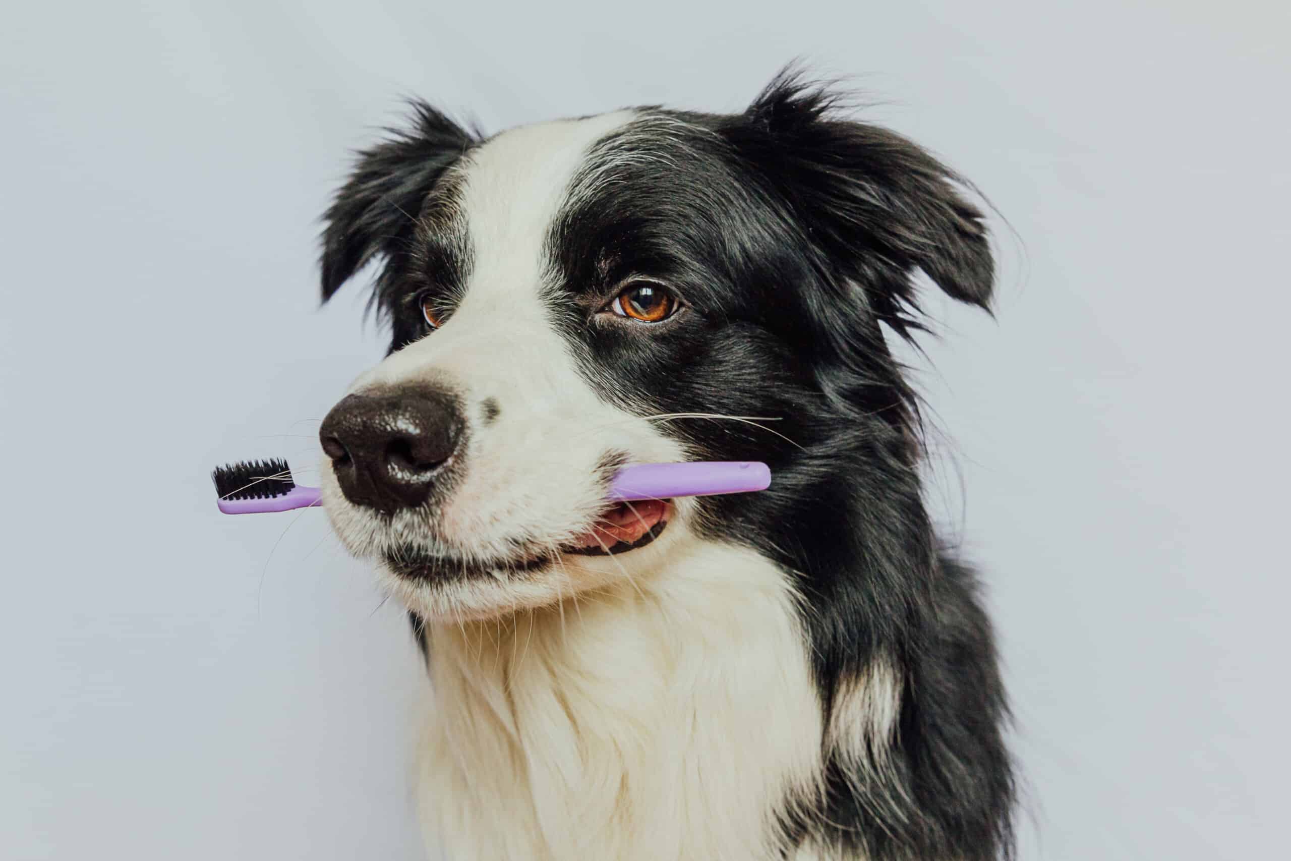Border Collie holding toothbrush