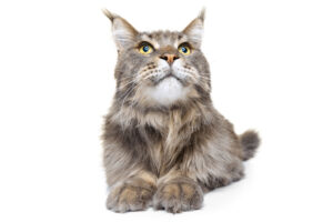 Maine coon cats are gentle and playful, and are known for being therapy cats