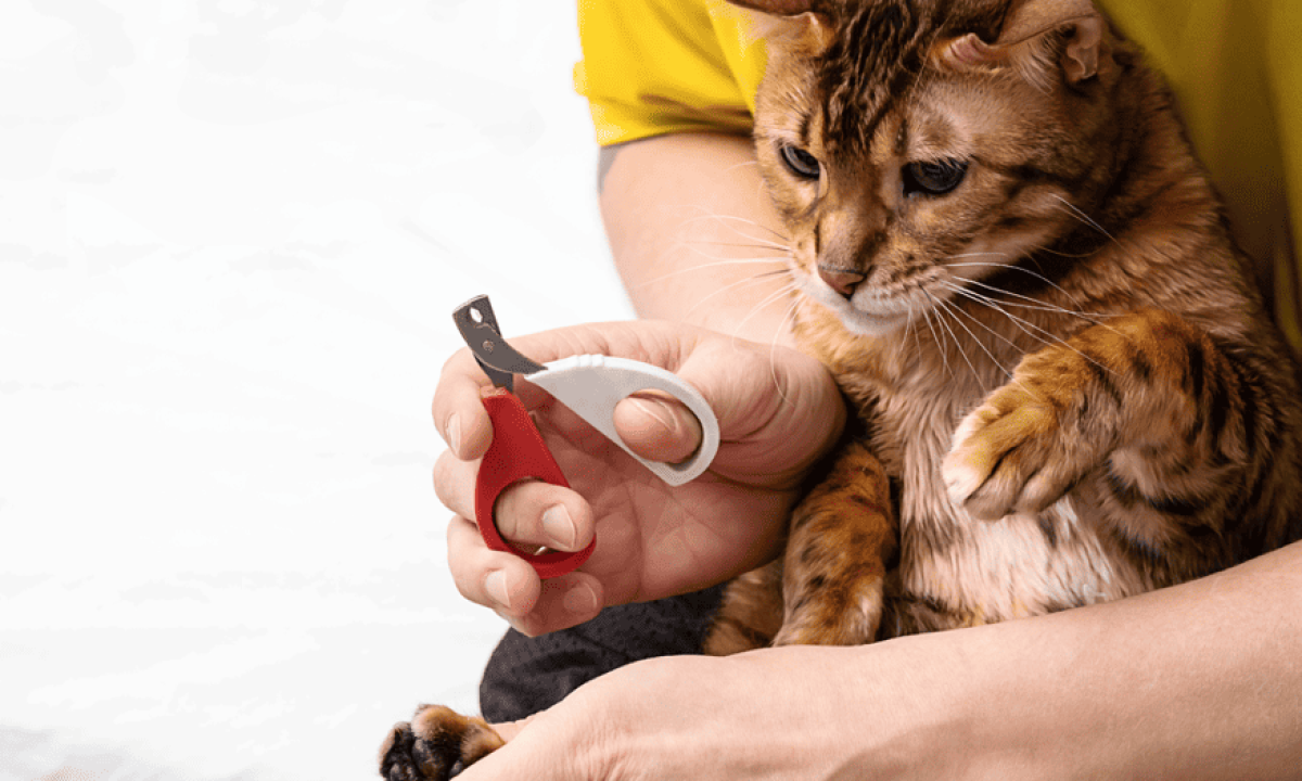 How to Make a Cats Claws Dull With a Toy: Easy Tips That Work