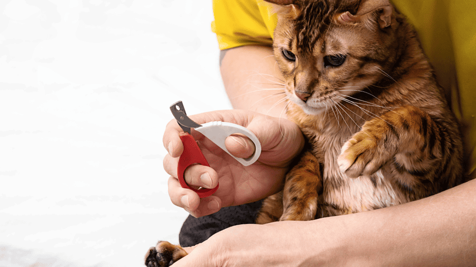 9 Alternatives To Declawing A Cat