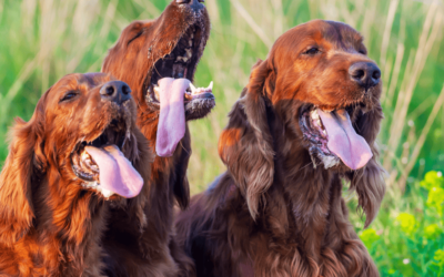 Reasons your dog may be panting
