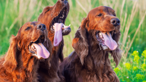 Why Is My Dog Panting So Much? Odie Pet Insurance